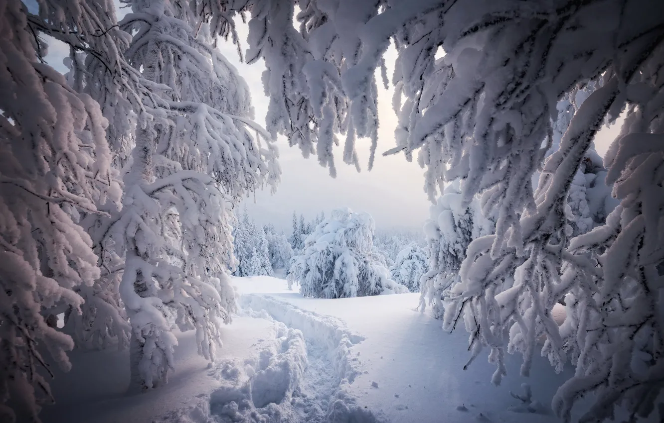 Фото обои зима, снег, деревья, пейзаж, ветки, природа, тропинка, Елена Соколова