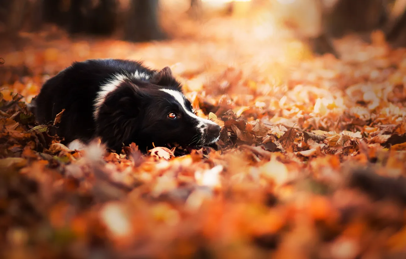 Фото обои осень, взгляд, друг, собака