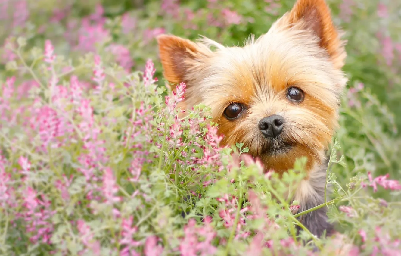 Фото обои взгляд, цветы, собака, мордашка, йорк, Йоркширский терьер