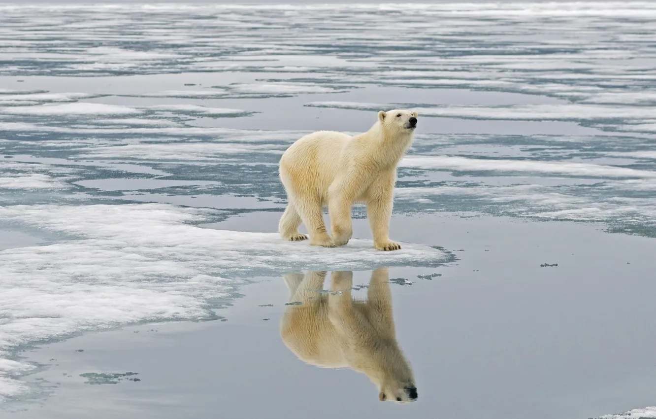 Фото обои вода, отражение, лёд, белый медведь, север