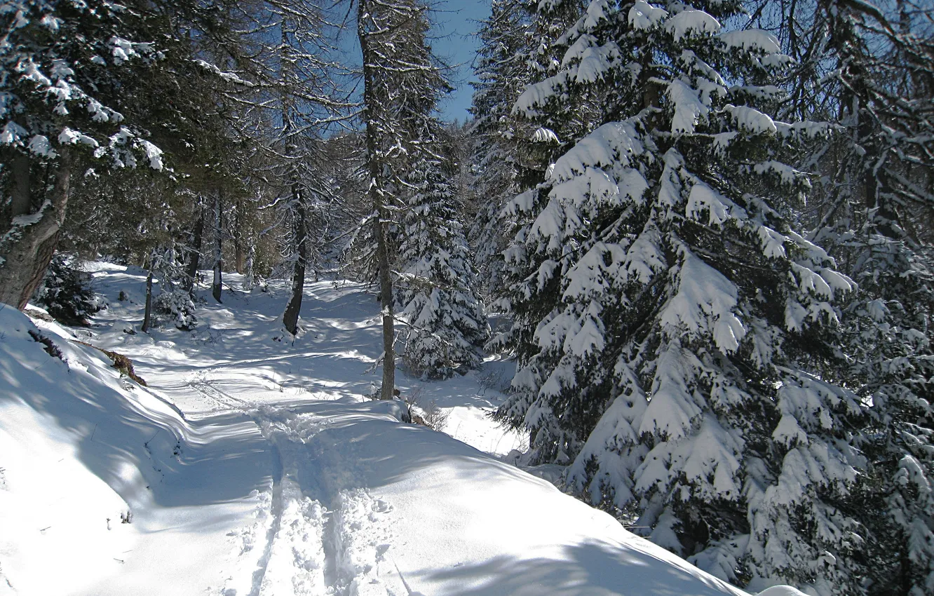 Фото обои зима, дорога, лес, снег, деревья, следы, ель