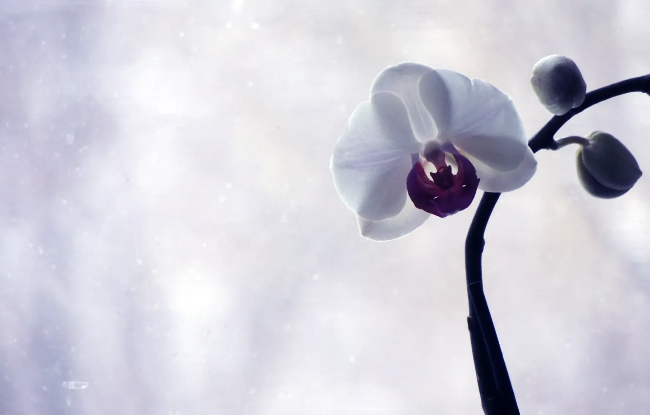 Фото обои Цветы, Фото, Орхидея