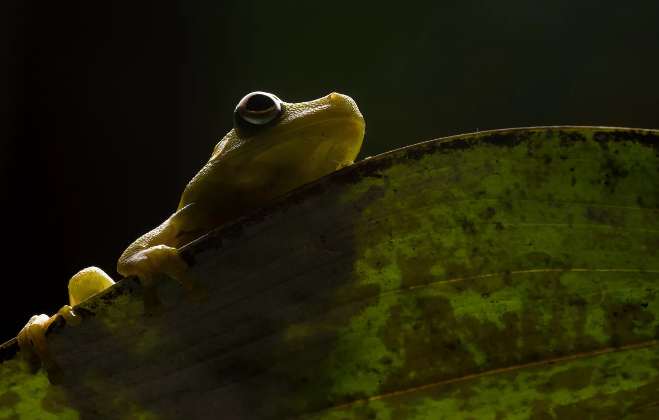 Фото обои природа, Demerara Falls tree frog, Hypsiboas cinerascens