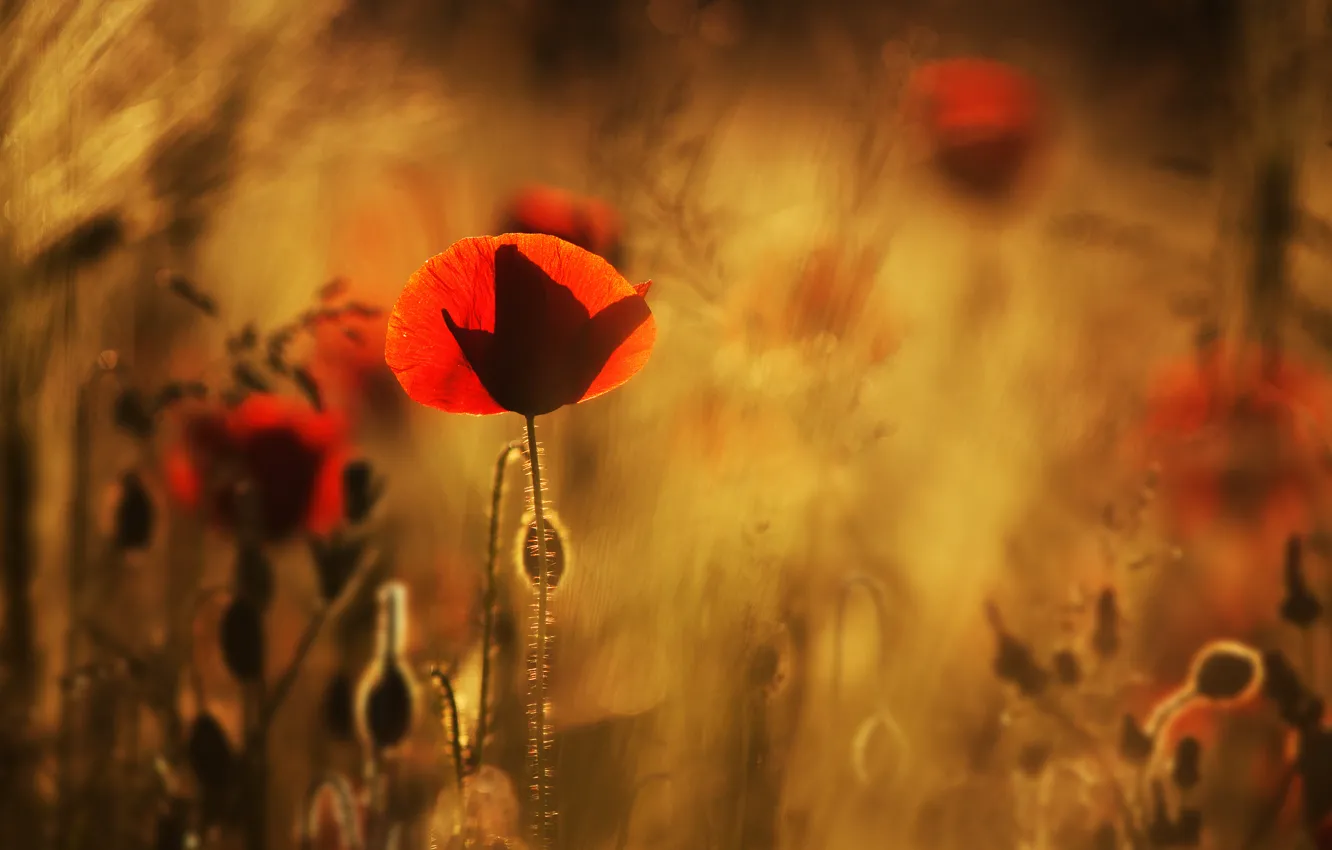 Фото обои поле, макро, цветы, размытость, Маки, красные
