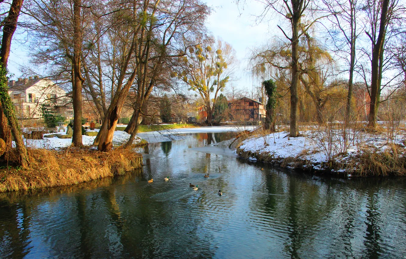 Фото обои trees, water, park, pond