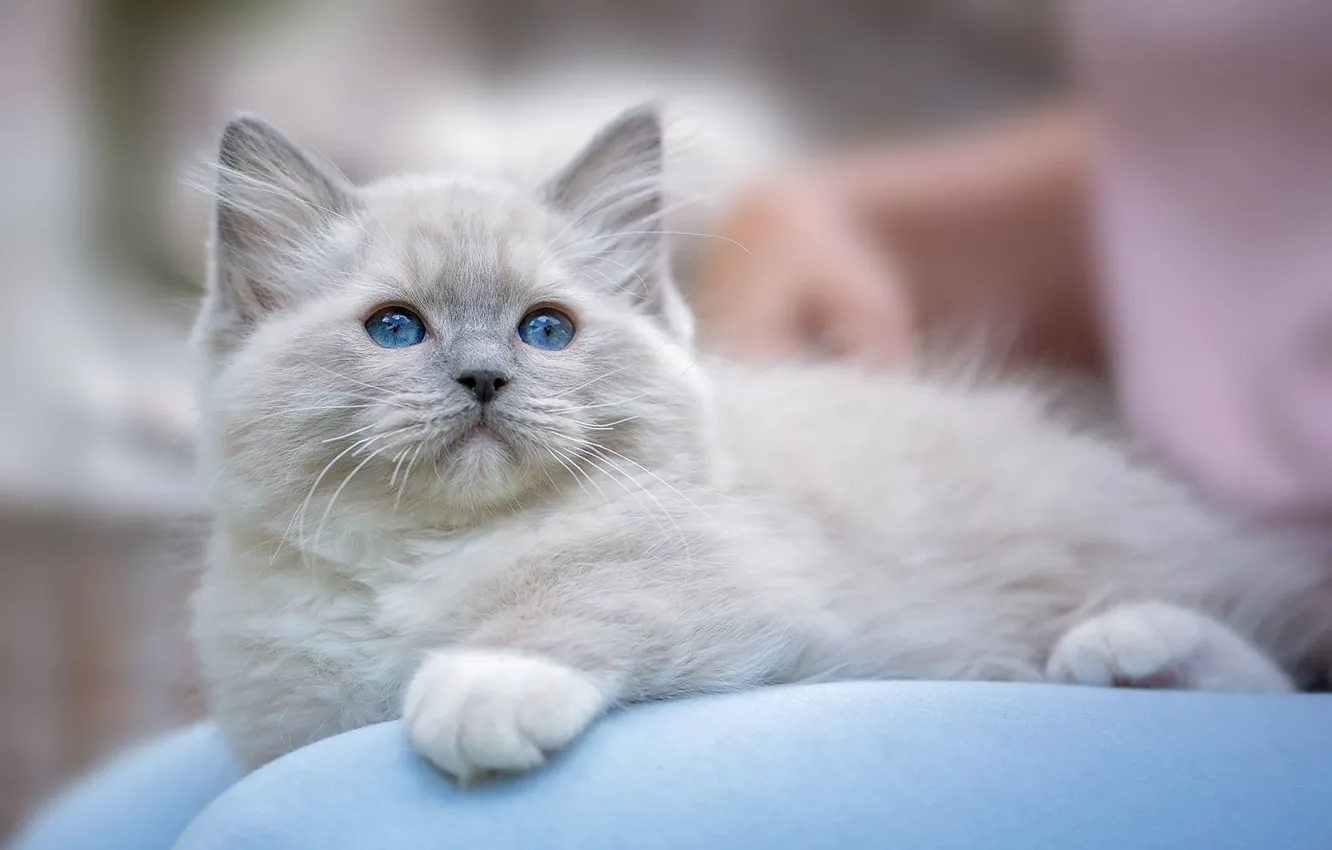 Фото обои котёнок, голубые глаза, Рэгдолл