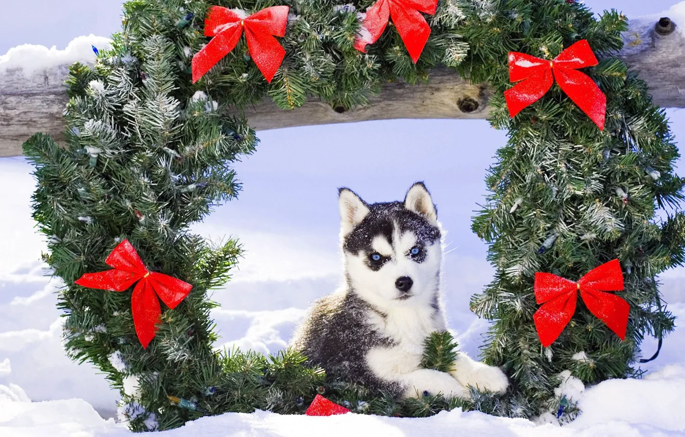 Фото обои снег, рождество, щенок, хаска