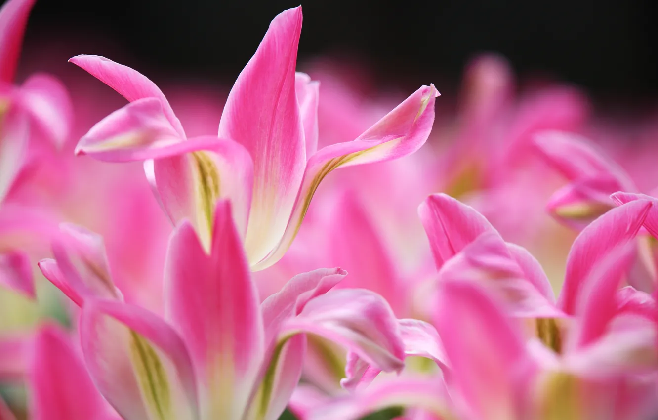 Фото обои макро, розовый, лепестки, тюльпаны