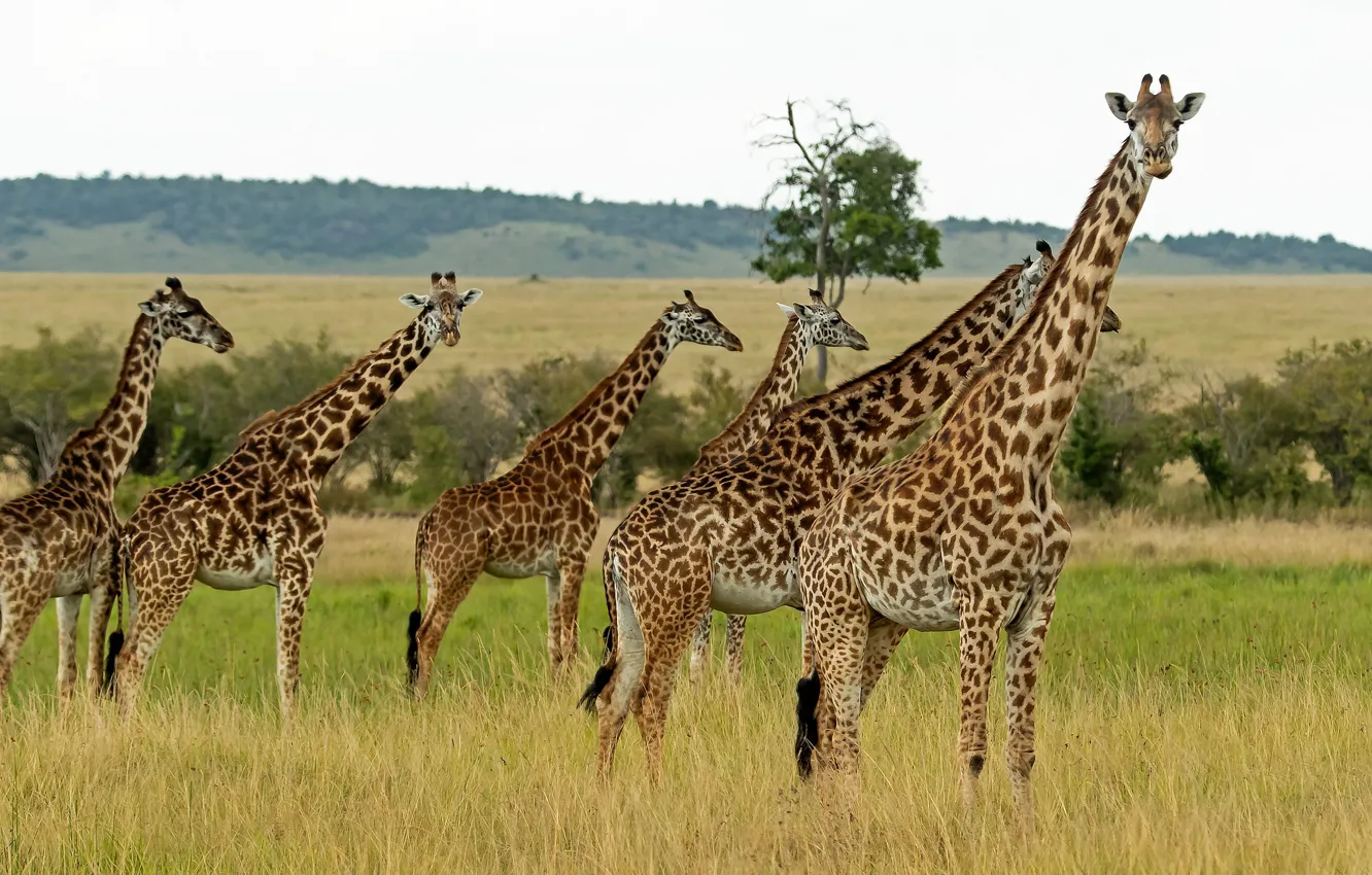 Фото обои природа, жираф, жирафы, стадо