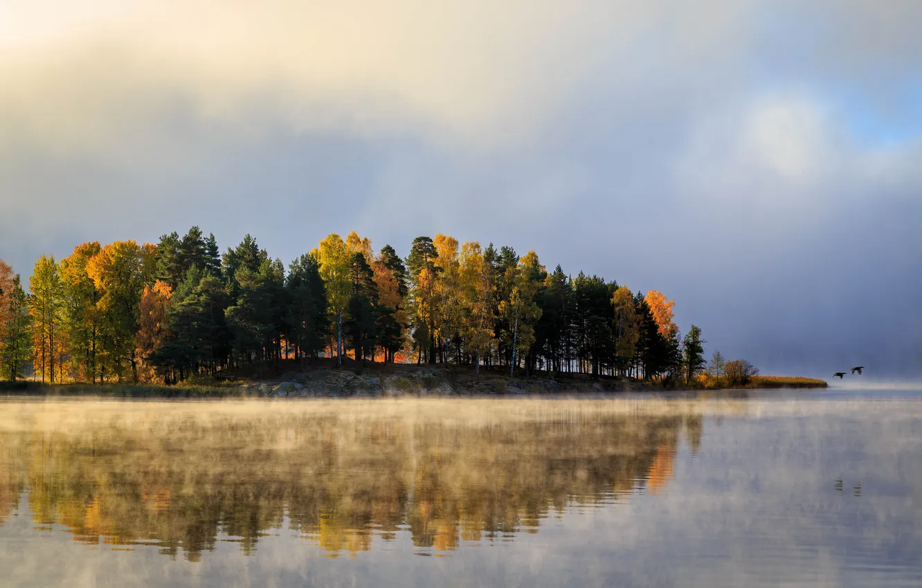 Фото обои осень, деревья, птицы, туман, озеро, Швеция, Вермланд, Арвика