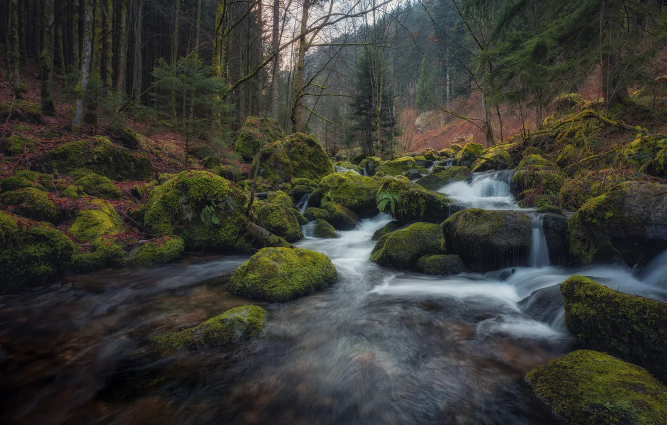 Фото обои лес, ручей, камни, мох, Германия, речка, Germany, Баден-Вюртемберг
