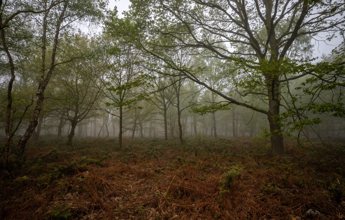 Фото обои лес, небо, трава, листья, деревья, природа, туман, пасмурно