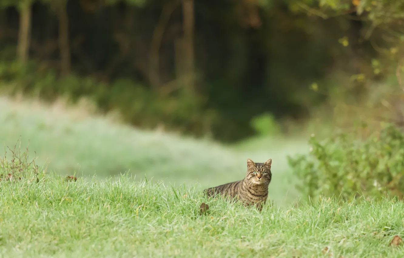 Фото обои зелень, кошка, лето, трава, кот, взгляд, природа, поляна
