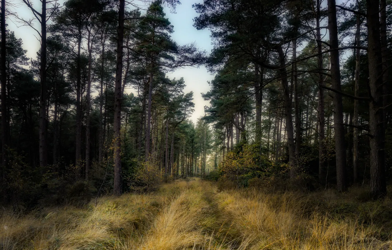 Фото обои осень, лес, природа