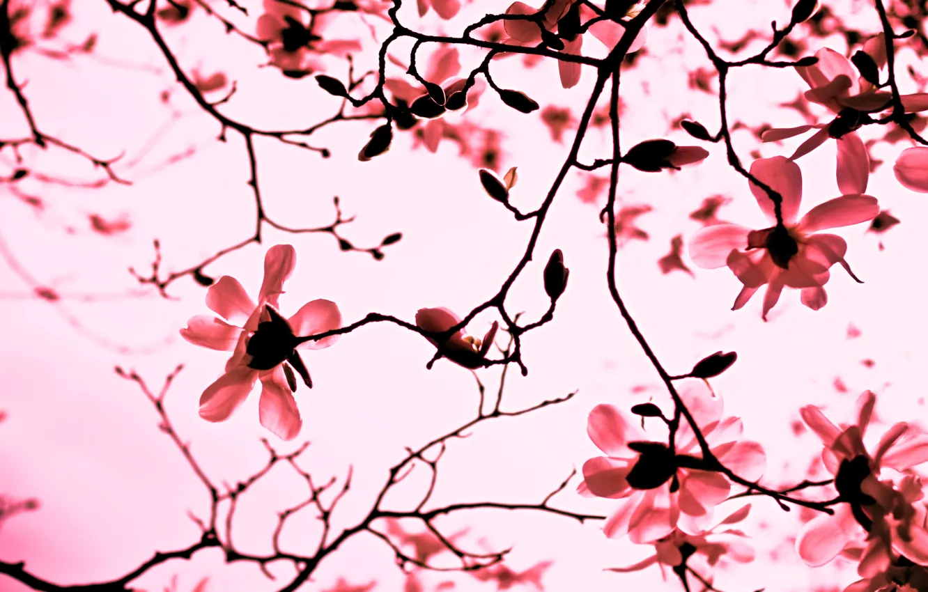 Фото обои цветы, ветки, природа, розовый, ветви, весна, лепестки, Магнолия