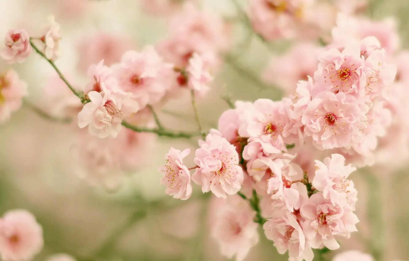 Фото обои ветки, вишня, сакура, цветение, цветки, боке