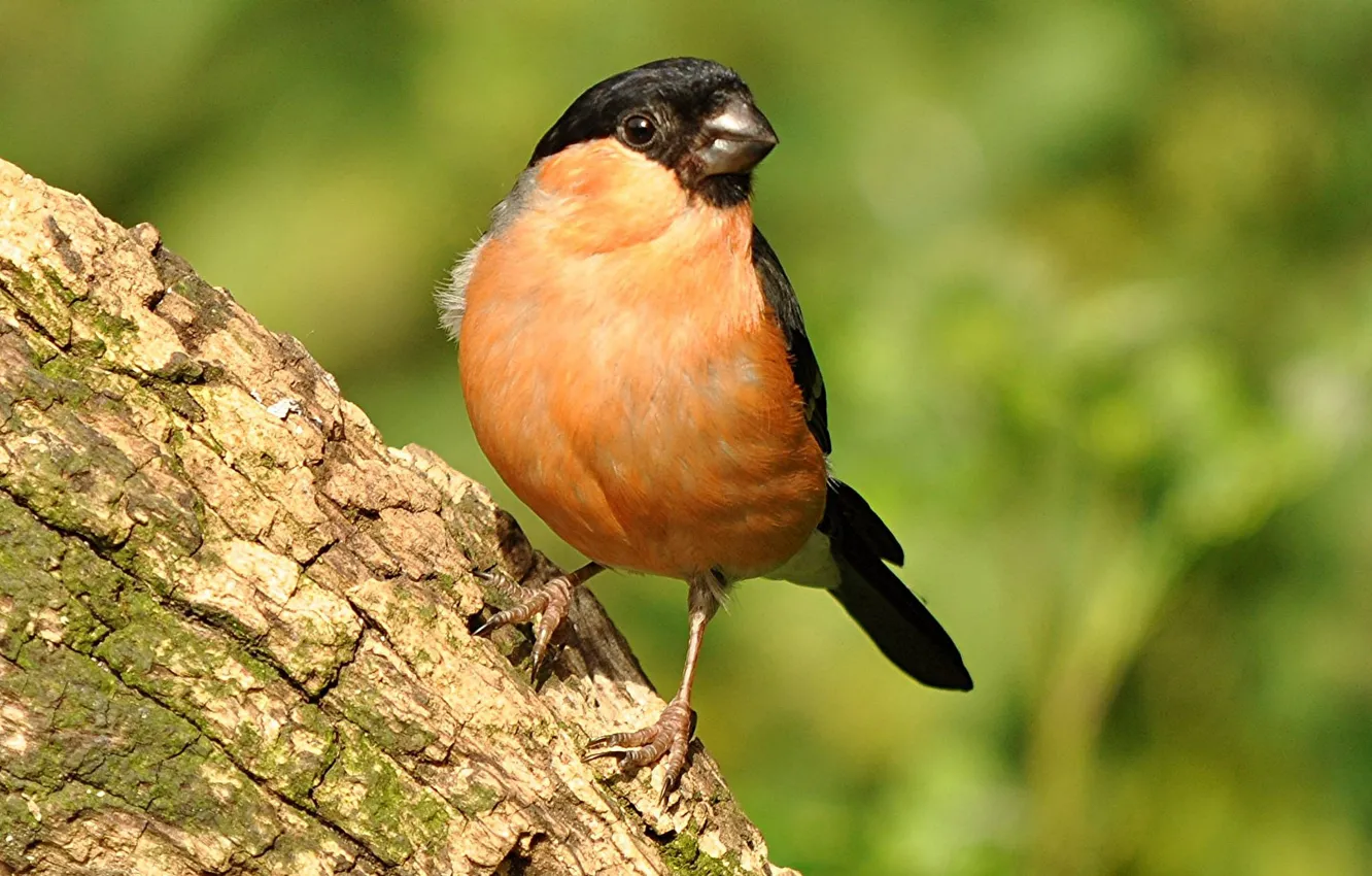Антильский снегирь. Бурый снегирь. Антильский снегирь. Зяблик и снегирь. Обои на рабочий стол снегири.