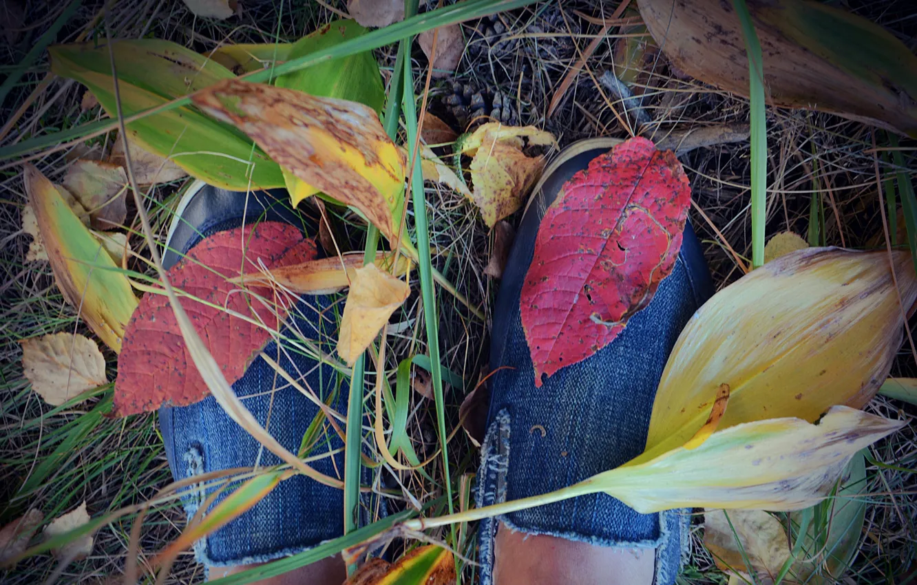 Фото обои осень, листья, красный, кеды, август, Vasil Anders