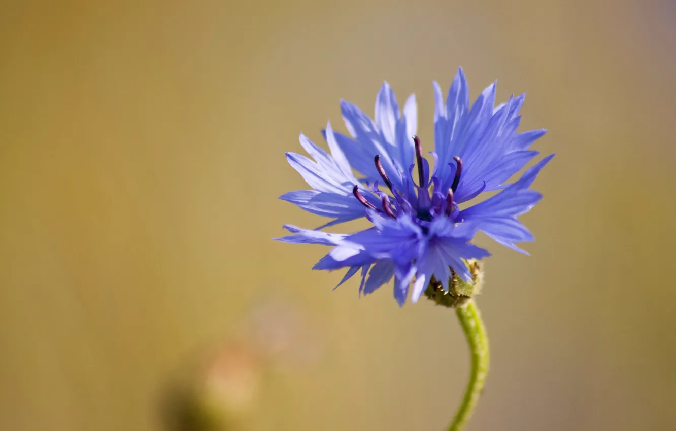Фото обои цветок, макро, синий, полевой, Василек