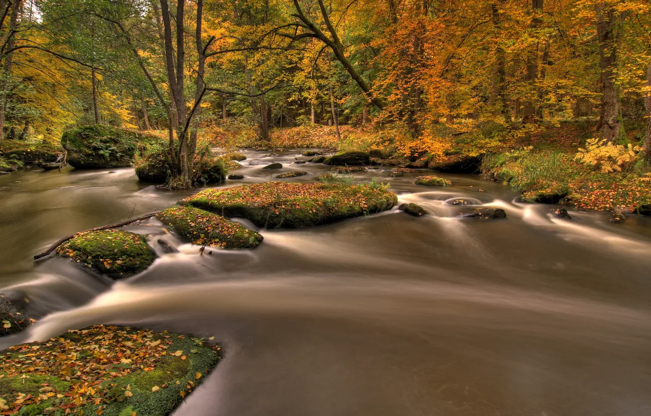 Фото обои осень, лес, листья, река, ручей, Природа