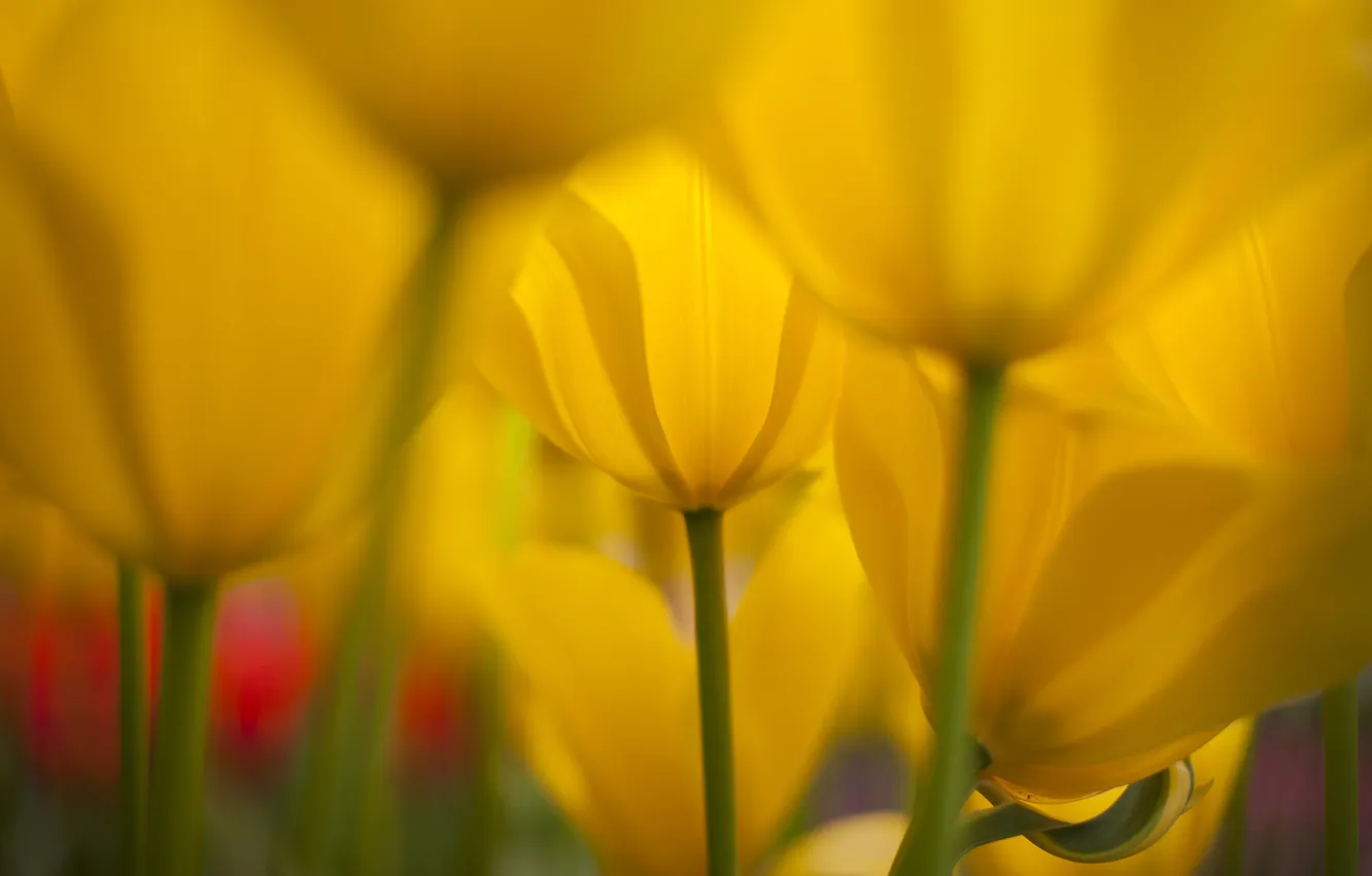 Фото обои природа, весна, желтые, тюльпаны
