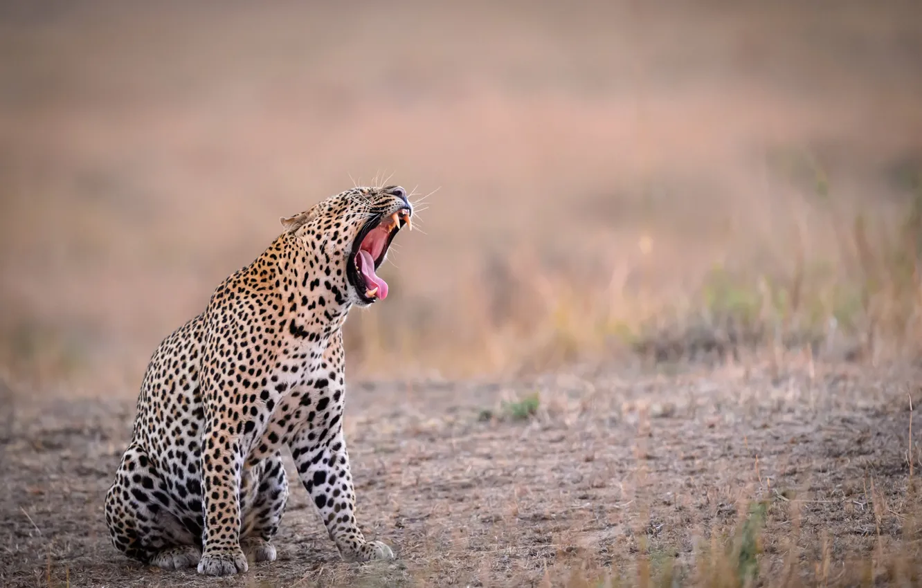 Фото обои язык, фон, зубы, пасть, леопард, зевает