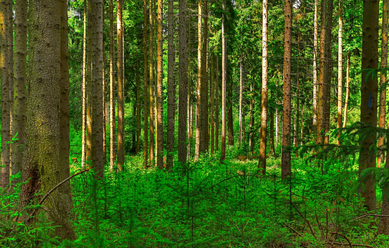 Фото обои лес, деревья, ствол, кусты, сосна