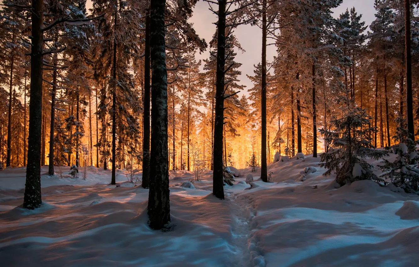 Фото обои зима, лес, снег, тропа