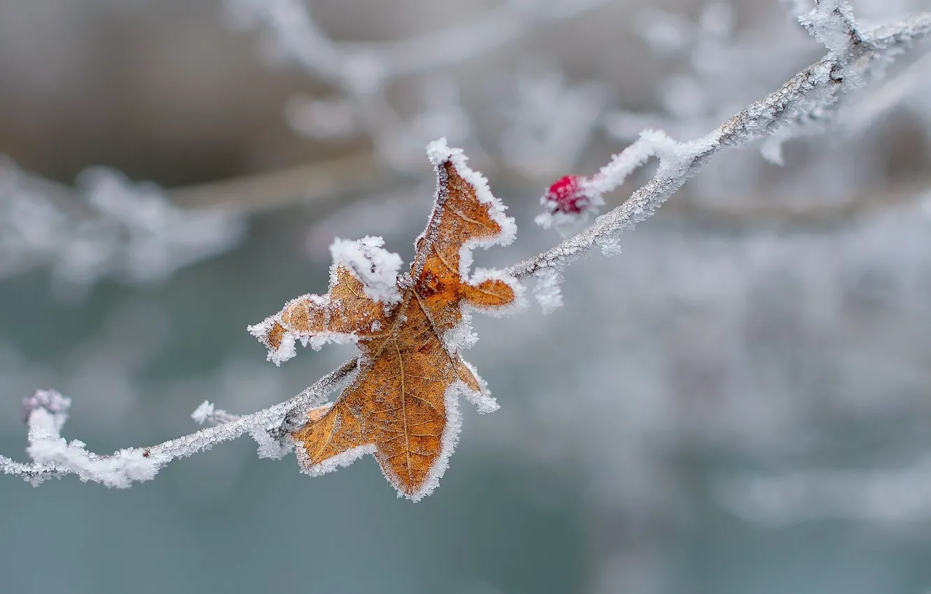 Фото обои холод, зима, макро, снег, лист, лёд, ветка, ягода