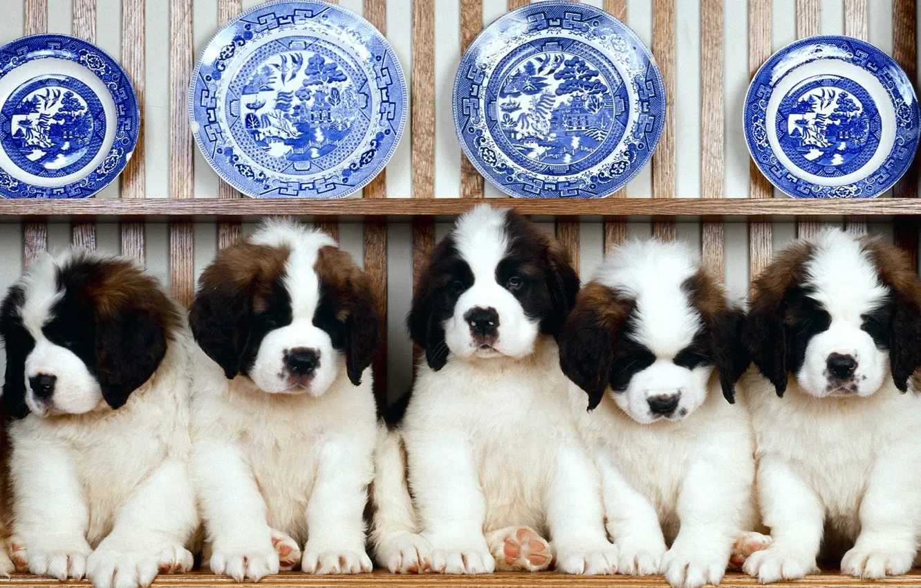 Фото обои щенки, Ряд, тарелки, сенбернар, посуда, полка