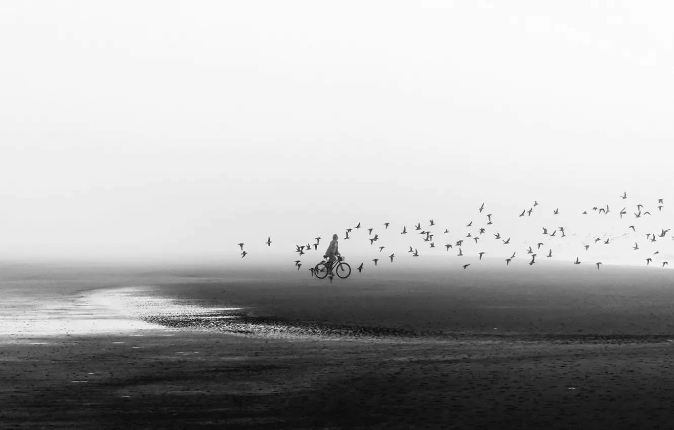 Фото обои пляж, птицы, велосипед