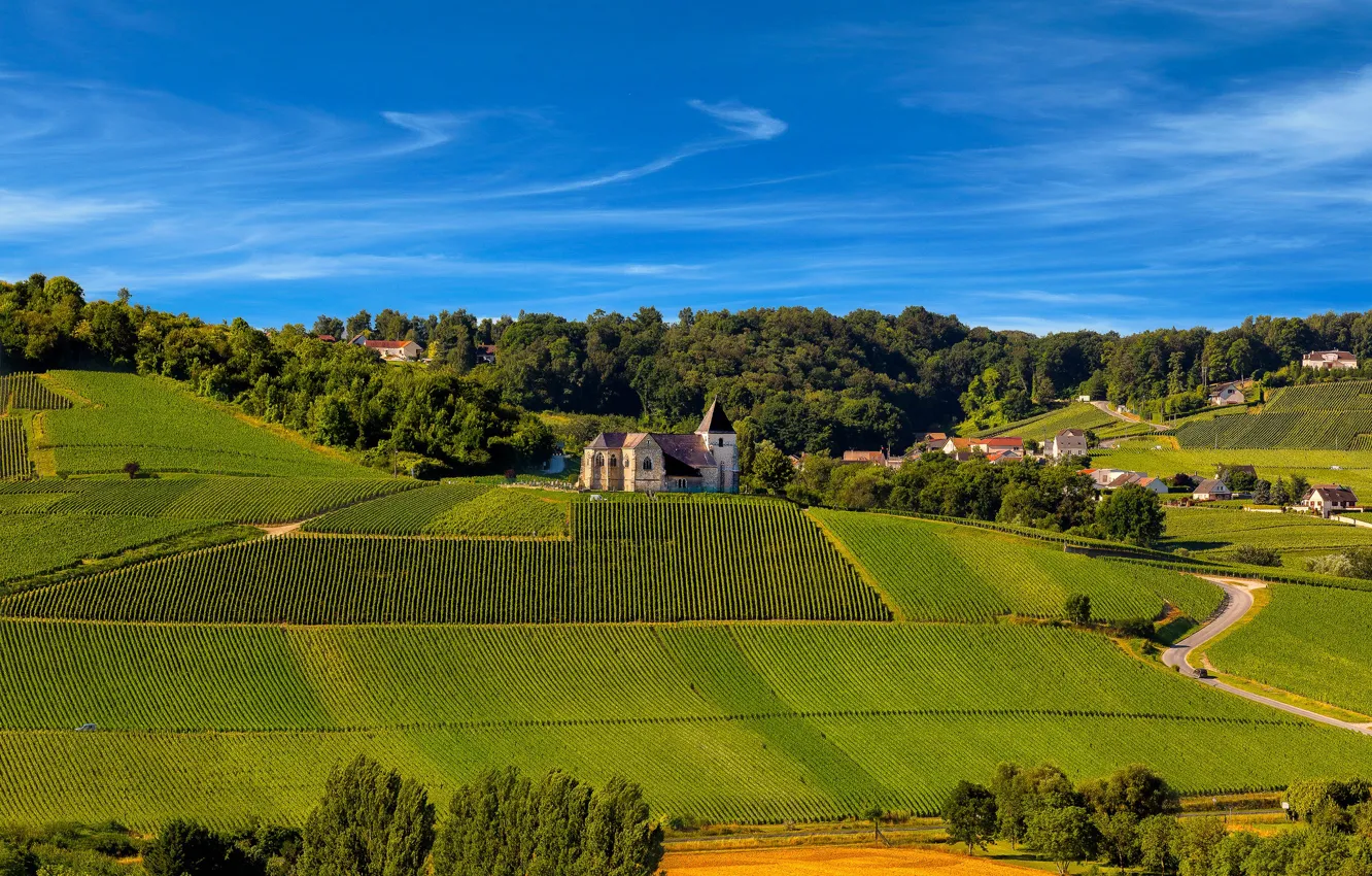 Фото обои France, village, sunny, Champagne, vineyards