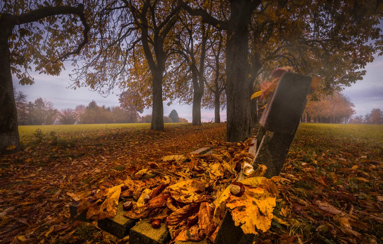 Фото обои осень, листья, деревья, скамейка, парк, листва, Австрия, аллея