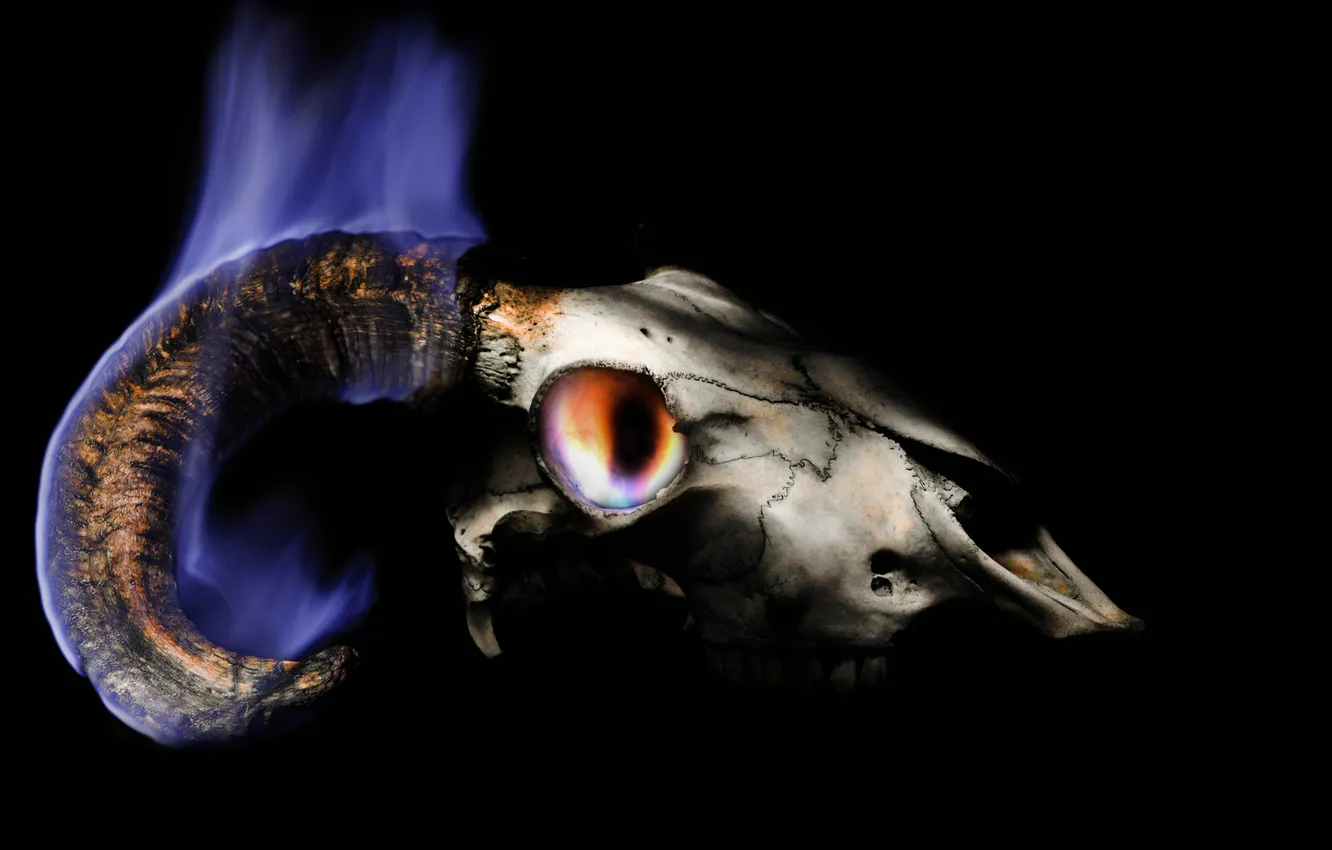 Фото обои фон, пламя, череп, рога