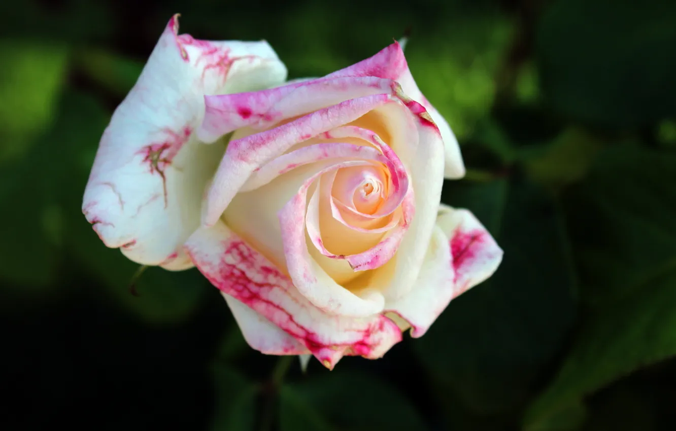Фото обои макро, роза, белая
