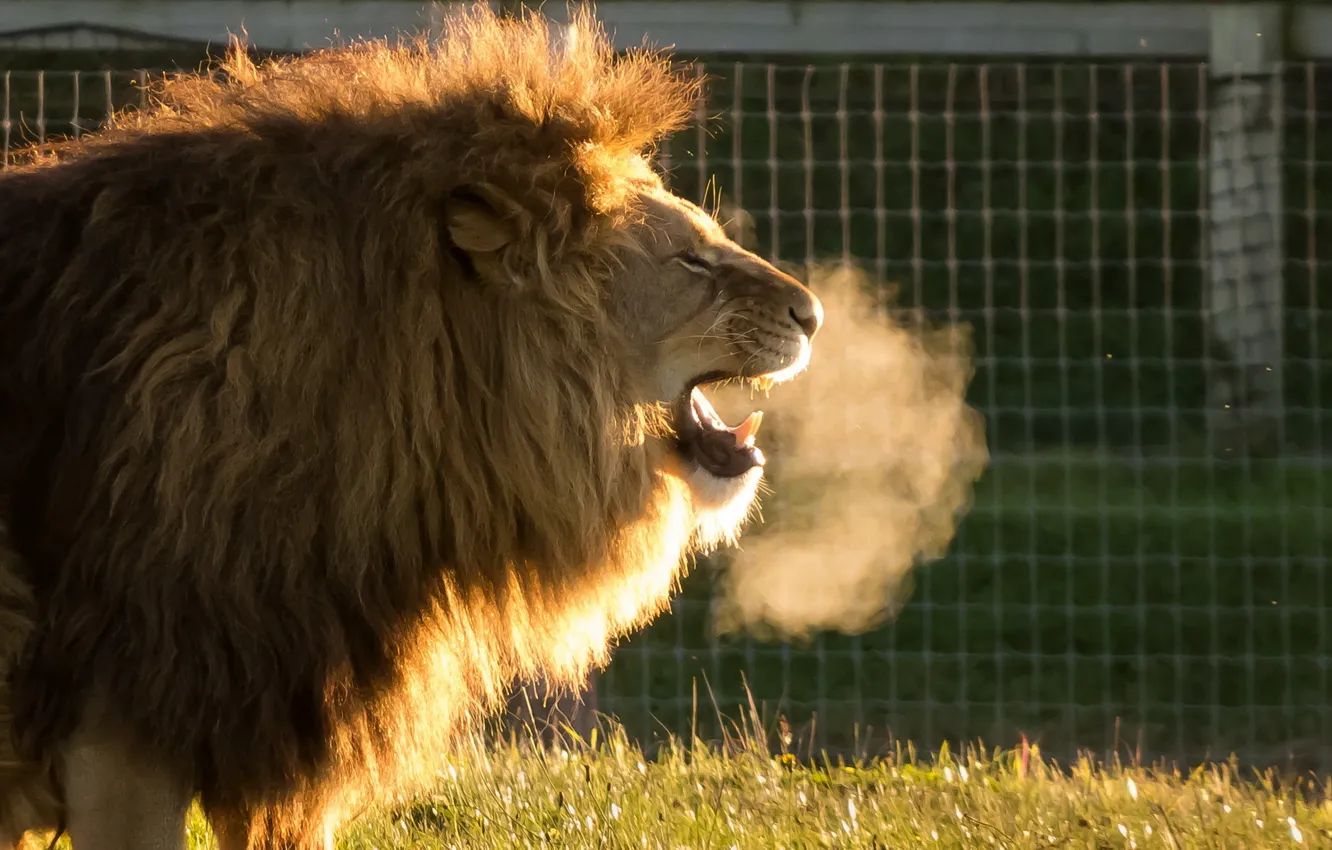 Фото обои lion, Animals, Cold Air, Yorkshire Wildlife Park