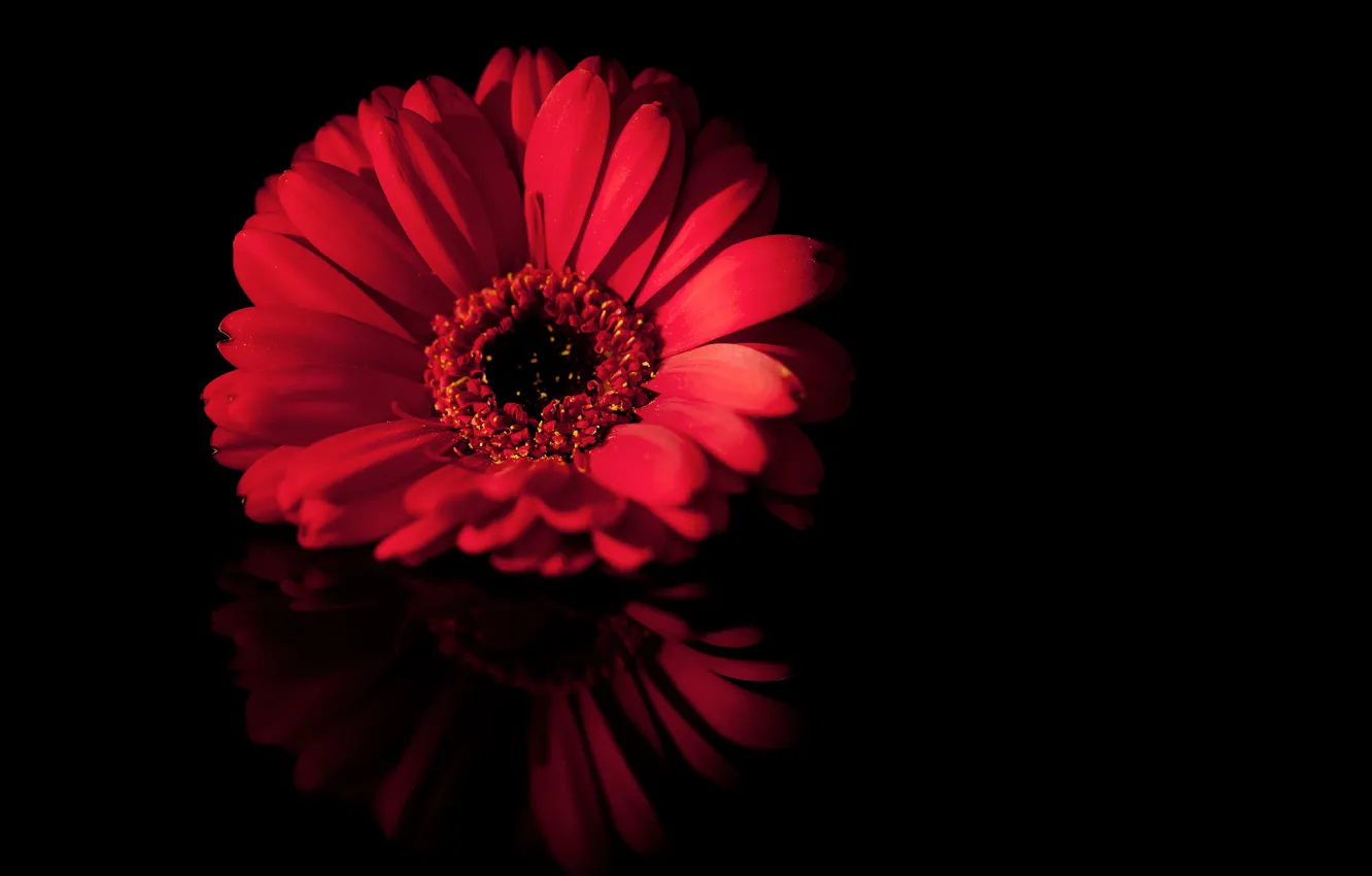 Фото обои цветок, макро, красный, отражение, черный, лепестки