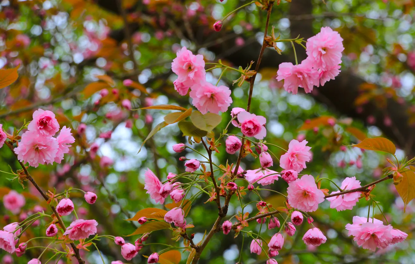 Фото обои flower, twig, blooming, Japanese cherry