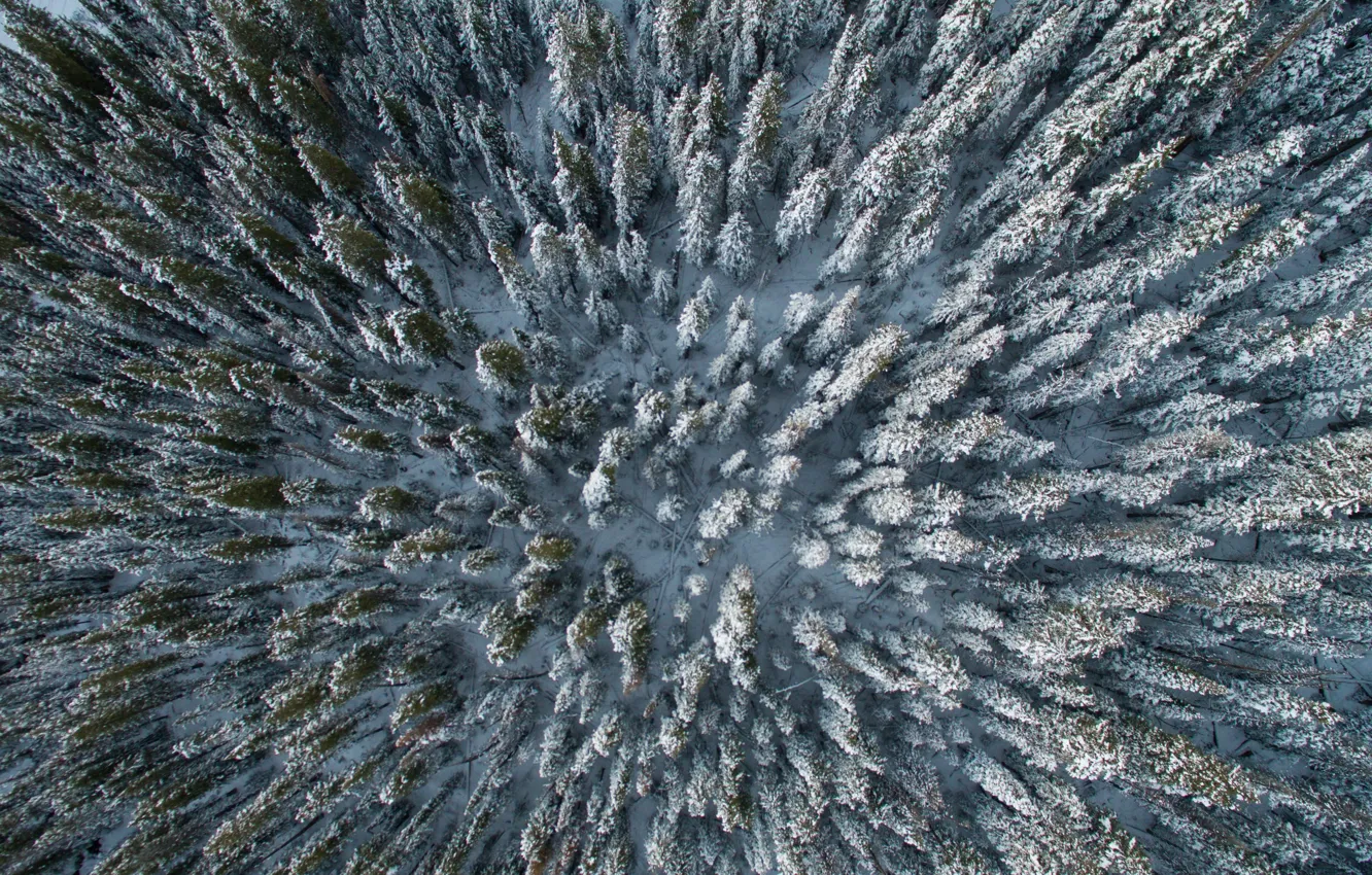 Фото обои зима, Лес, ели, ёлки, вид сверху, зимний лес, квадрокоптер