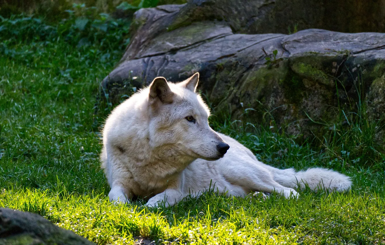 Фото обои fantasy, nature, art, snow, predator, face, animal, wolf