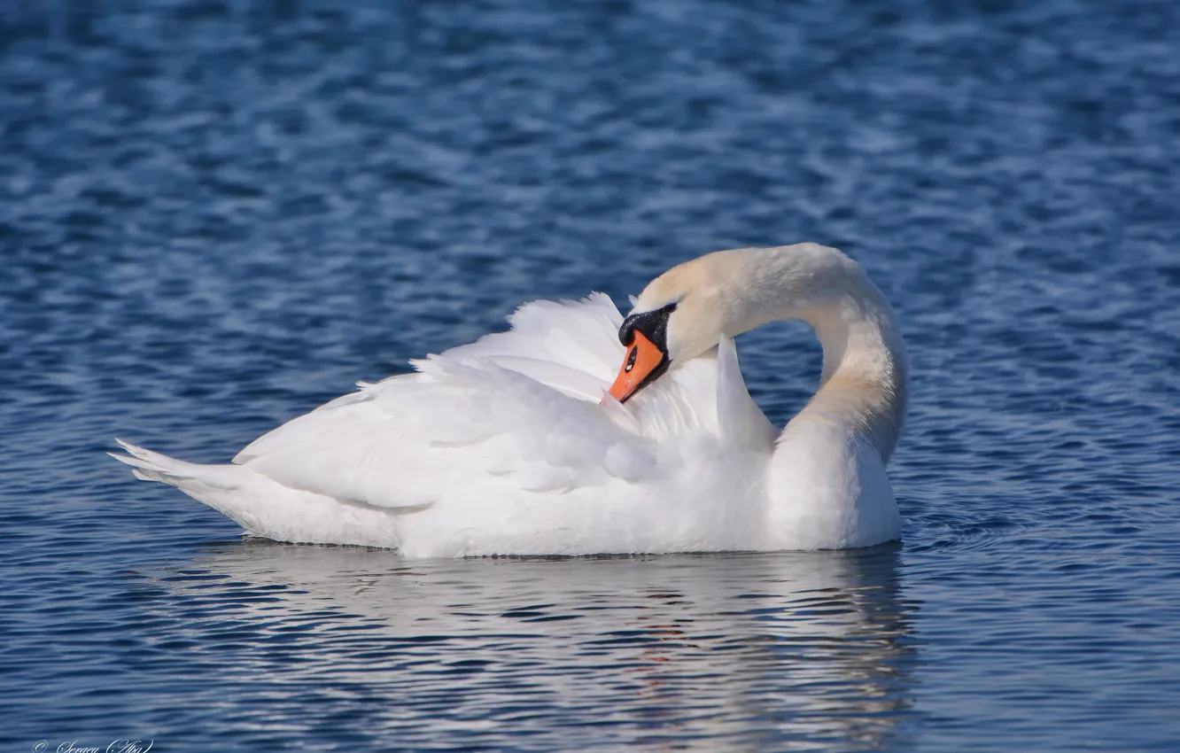 Фото обои озеро, птица, лебедь, чистит перья