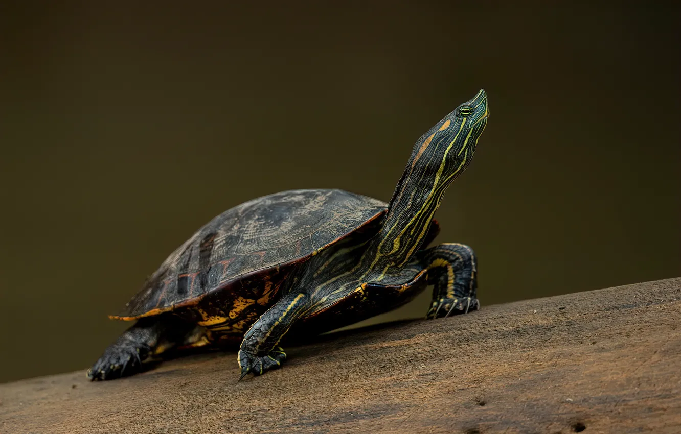 Фото обои поза, темный фон, черепаха, черепашка, водяная, водная