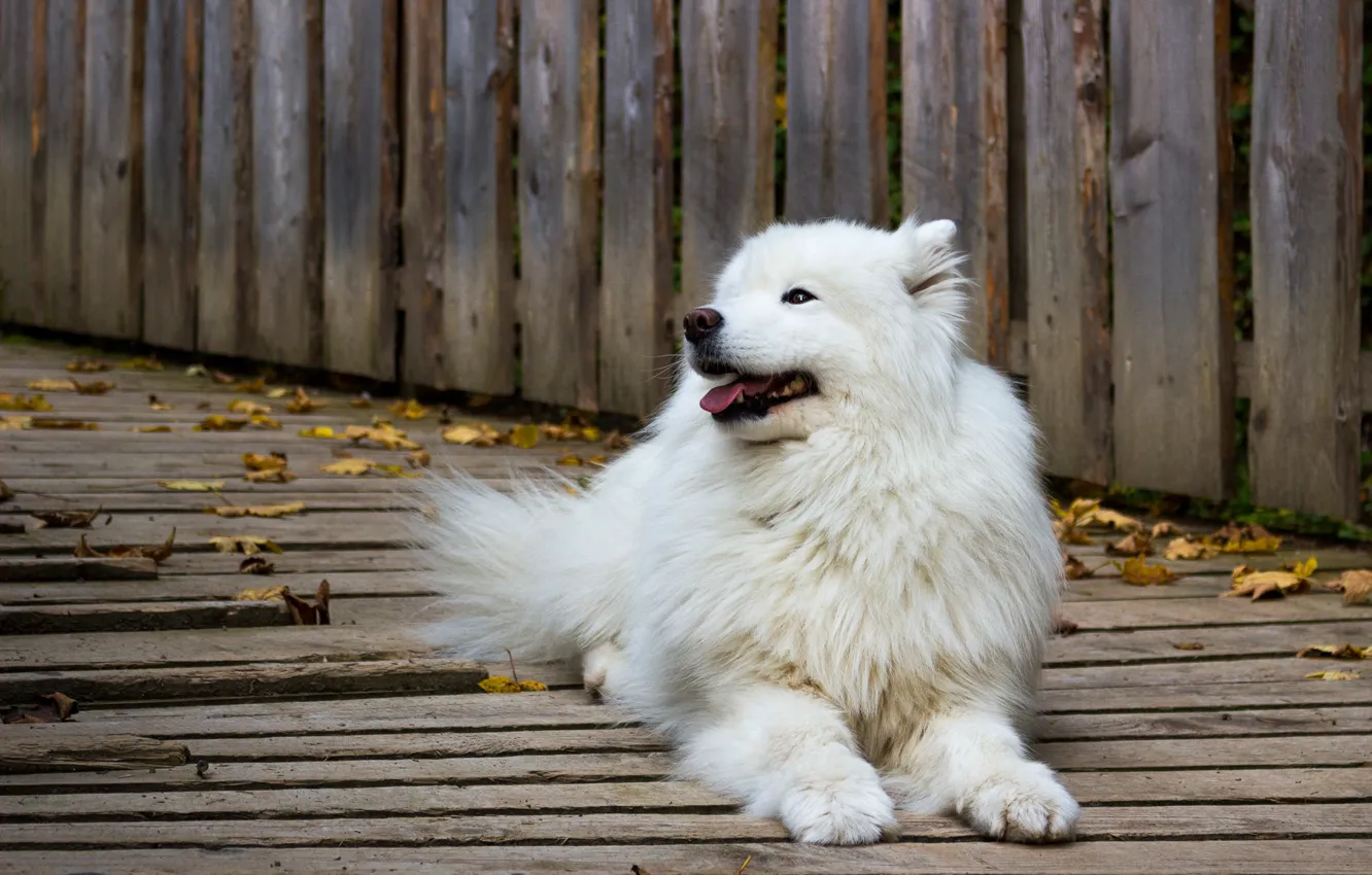 Фото обои осень, язык, листья, доски, собака, самоед