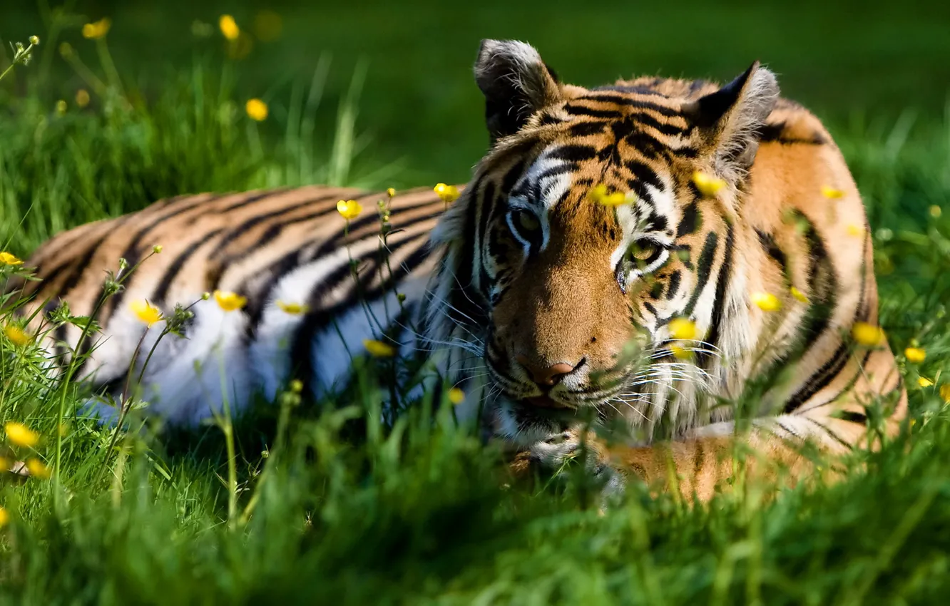 Фото обои лето, трава, взгляд, тигр, отдых, хищник