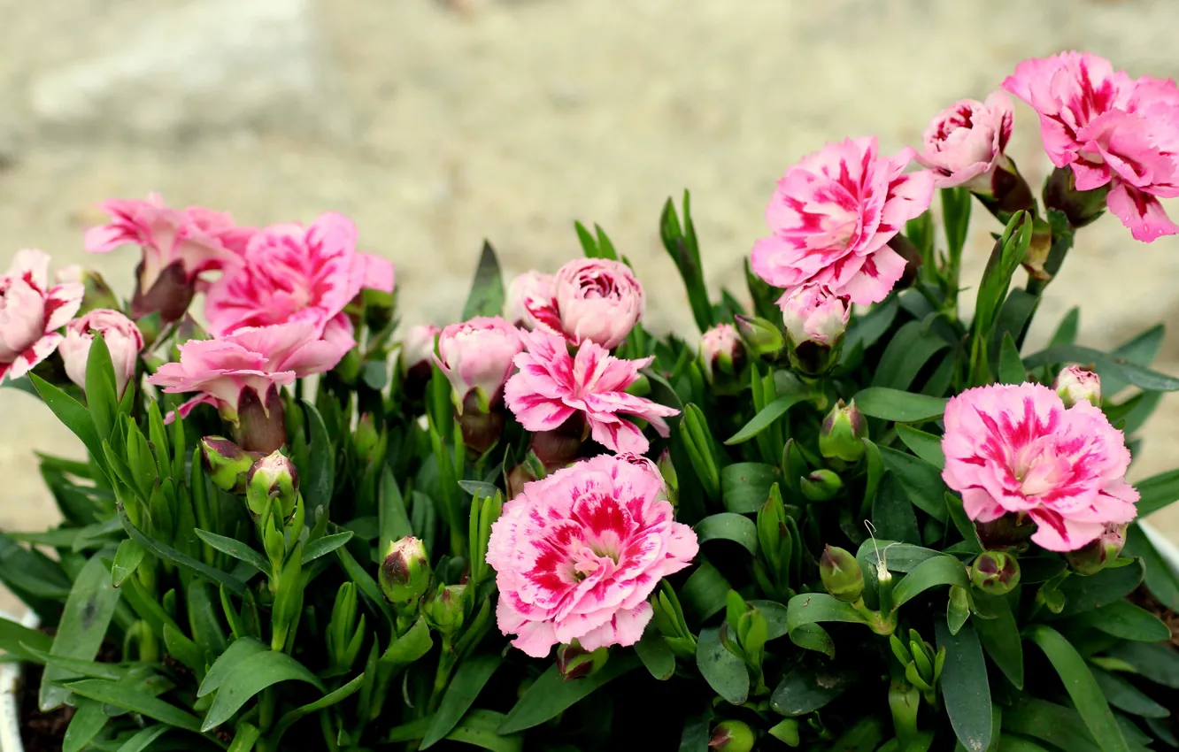 Фото обои лето, листья, цветы, фон, горшок, розовые, клумба, вазон
