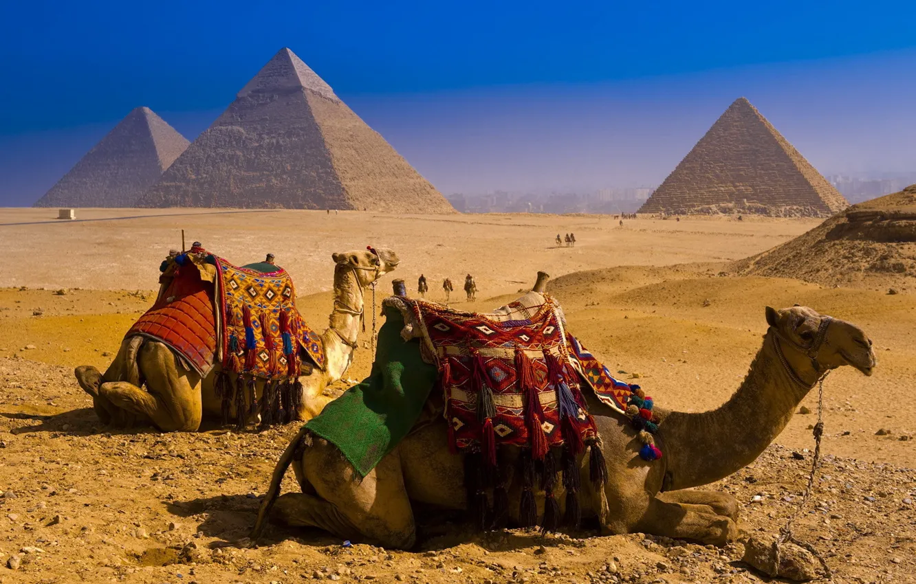 Фото обои пустыня, пирамиды, Верблюды