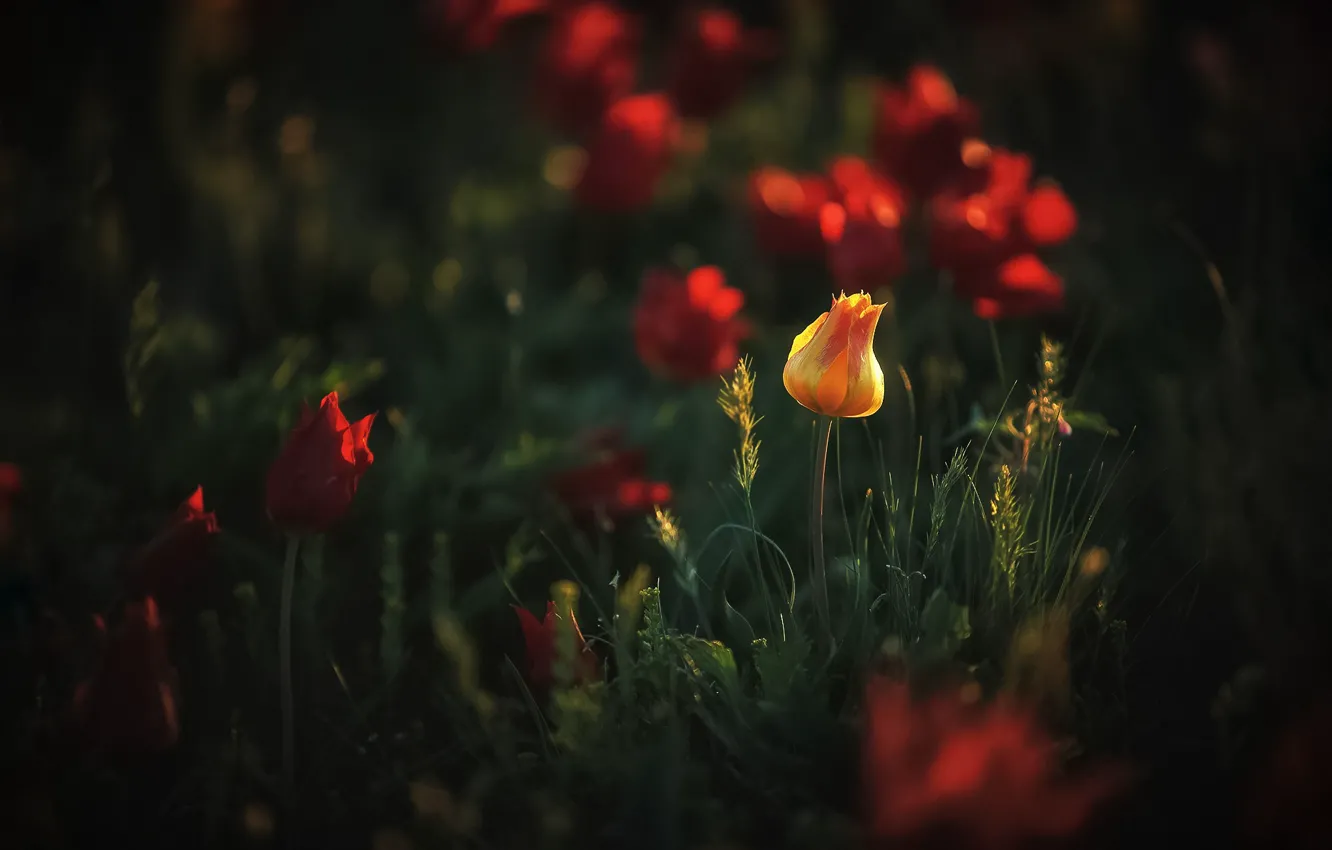 Фото обои свет, цветы, оранжевый, жёлтый, один, весна, боке, Калмыкия