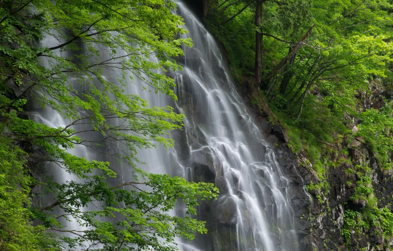 Фото обои ветки, скалы, листва, водопад, поток