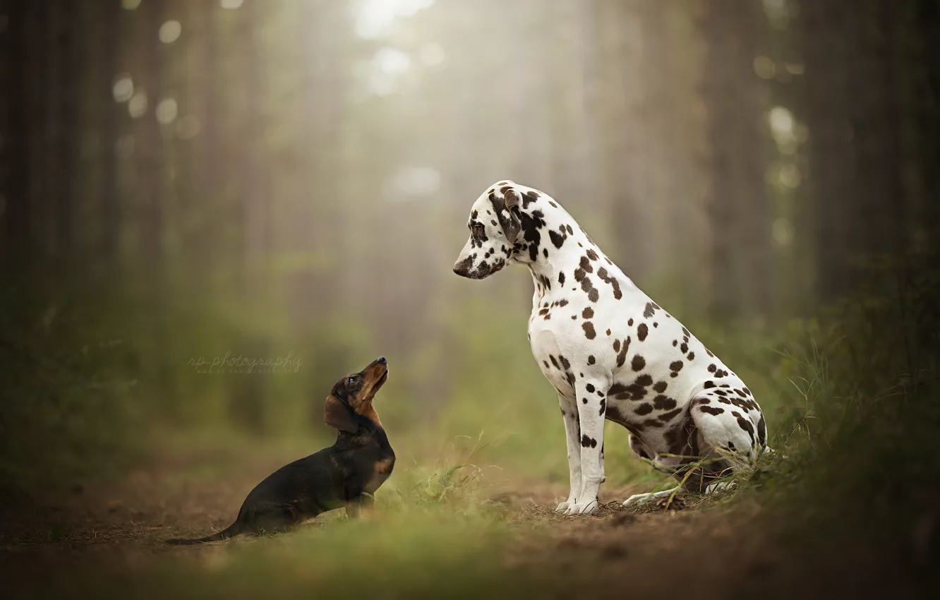 Фото обои лес, боке, две собаки, Далматин, Такса, гляделки