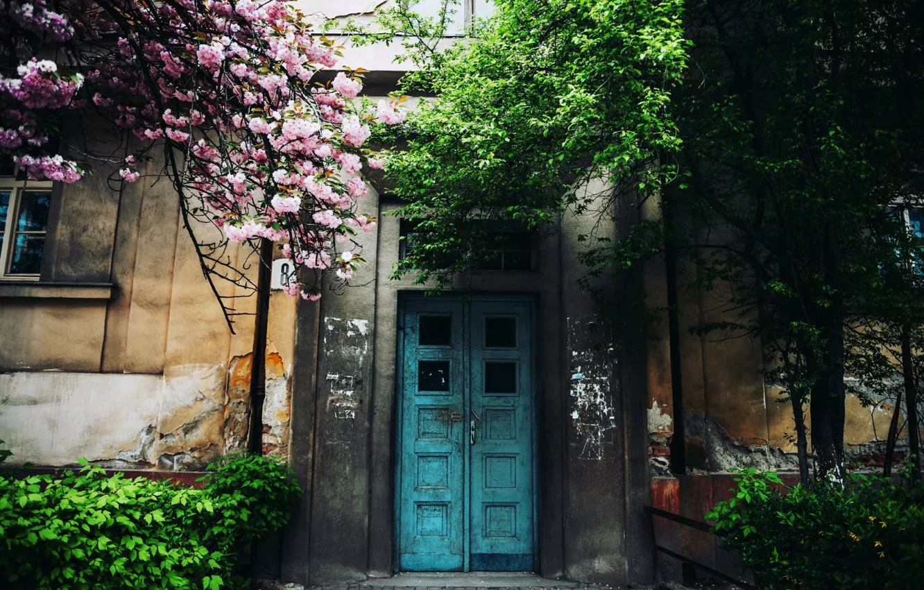Фото обои деревья, дома, дверь, Cornelia Pavlyshyn